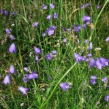 0508F 25 vor Lueneburg